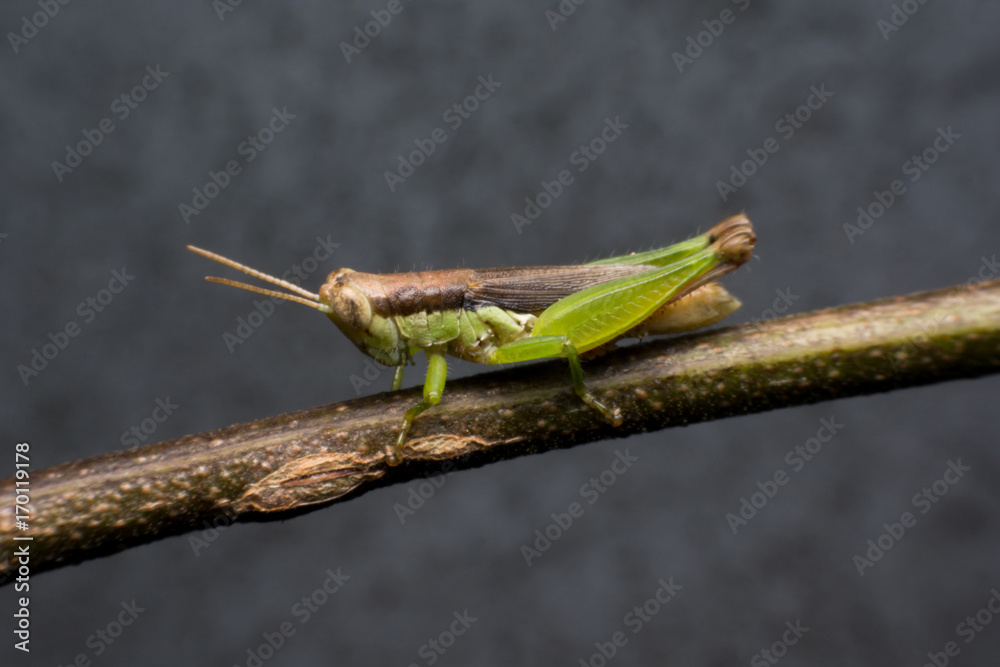 Macro of a Grasshopper on branch Macro of a Grasshopper on branch