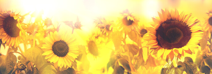 Wandcirkels Zonnebloem Zonnebloemen badend in zonsondergang  © Alexander Raths