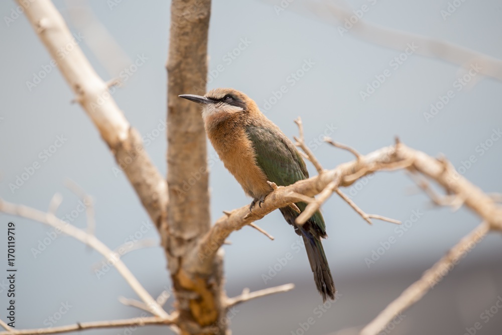 White-Fronted Bee-eater (Merops bullockoides) White-Fronted Bee-eater (Merops bullockoides)