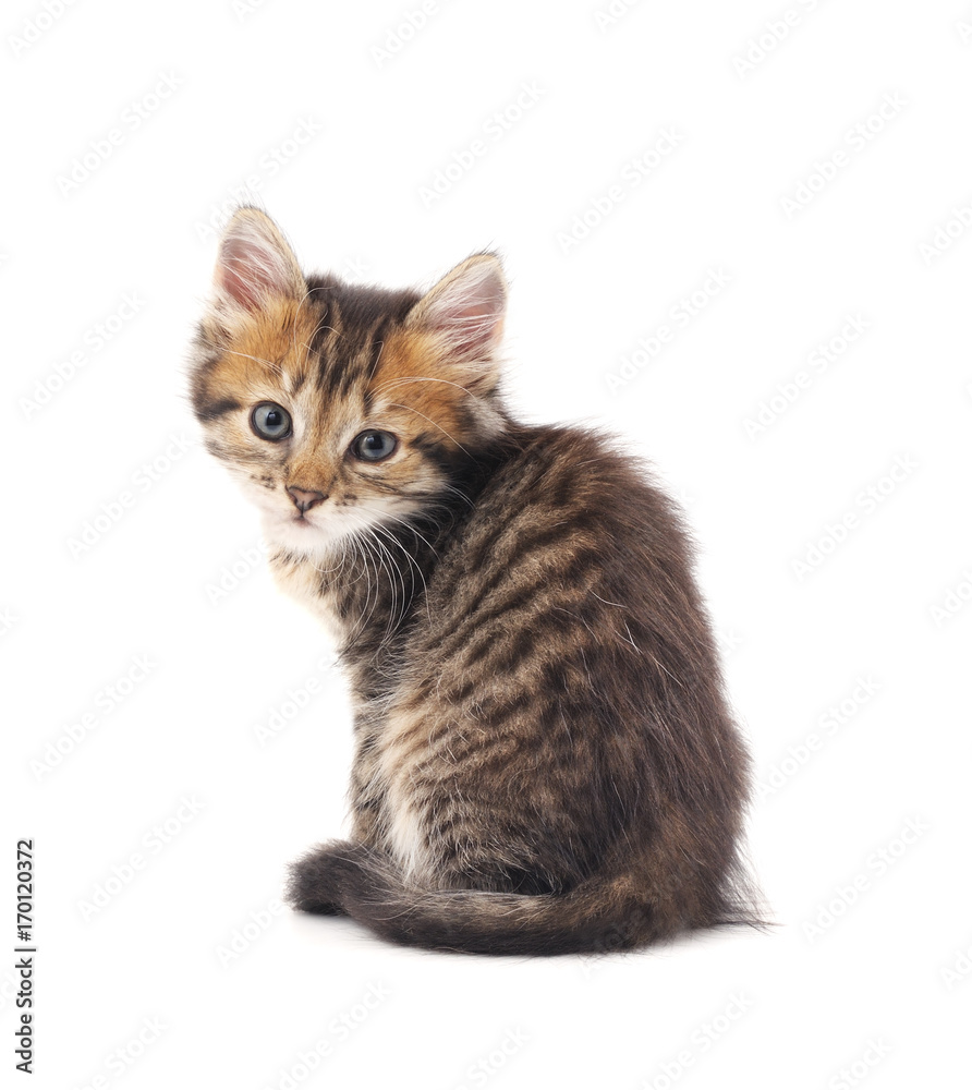 Obraz premium Little kitten.