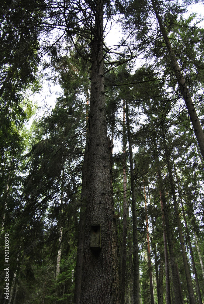 Fototapeta premium A Birdhouse on a tree in the background of an autumn forest. High trees view from below. Dark thick, tall gloomy forest