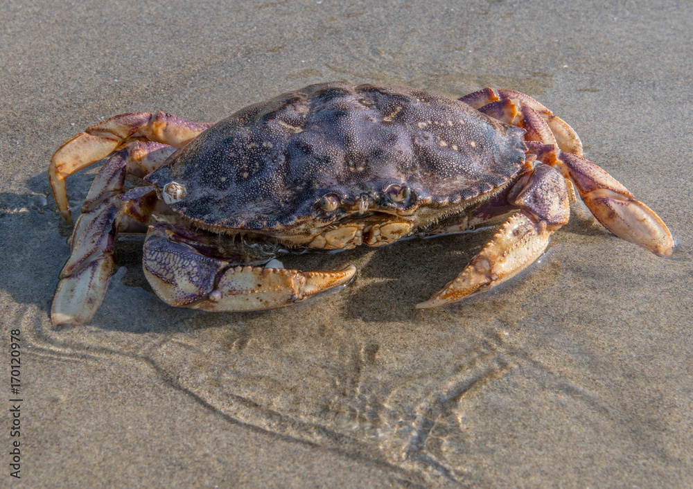 Large Crab in Shallow Water