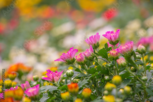 Colorful mum flowers in the garden. © Wuttisak