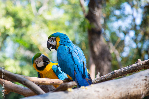 Blue Macaw in the zoo.