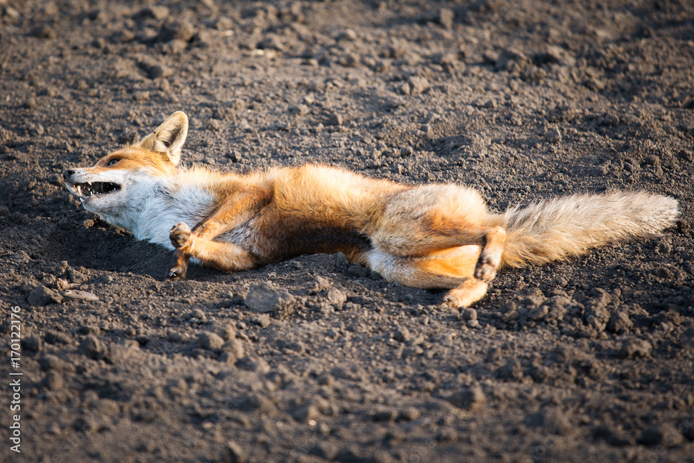 Fototapeta premium Wounded red fox