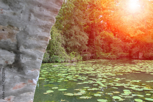 Yellow water lilies in park pond in sunlight