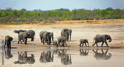 Canvas Print Elephants next to a waterhole in Hwange , with a good reflection