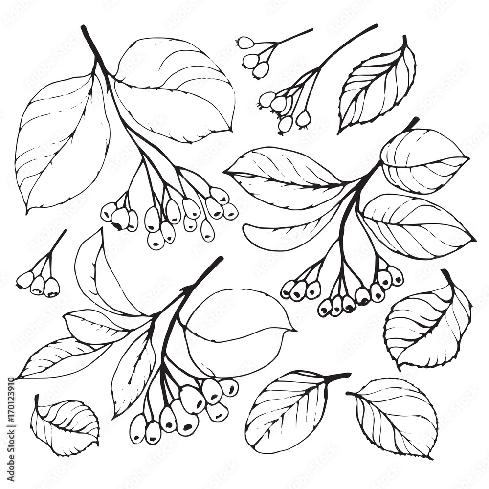 Set of hand drawn berries and leaves on white background.