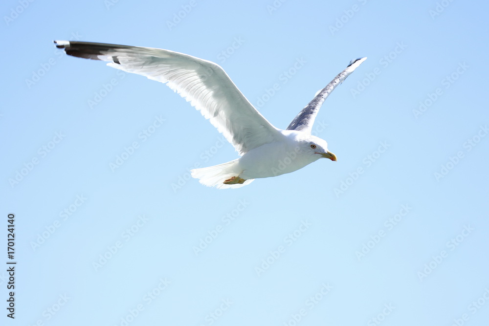 Obraz premium fliegende weiße Möwe
