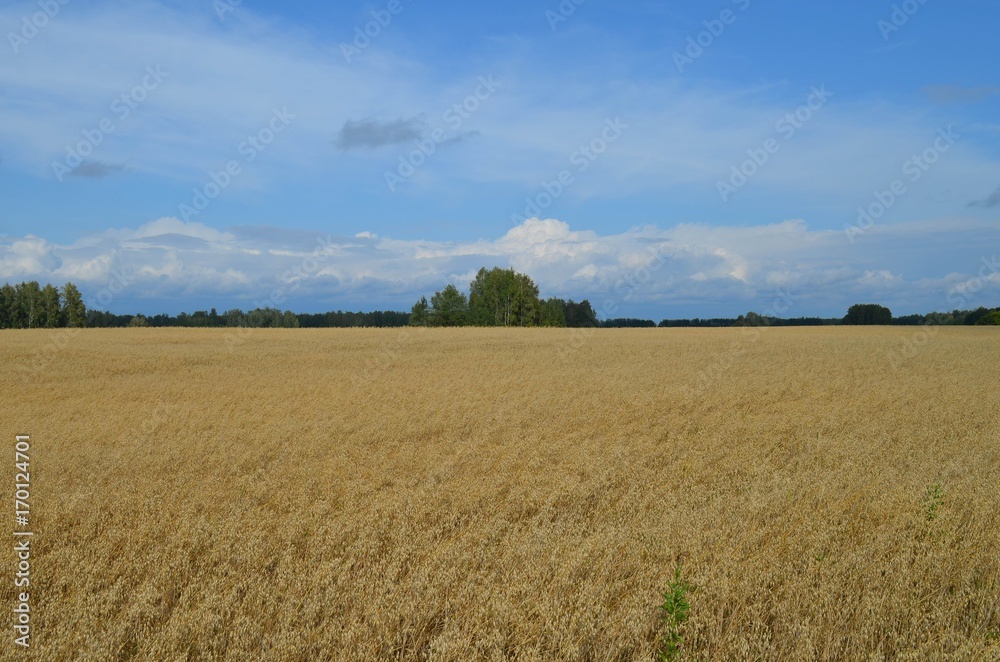 Русское поле