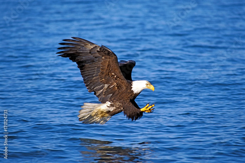 Bald Eagle flying low over water, about to catch a fish