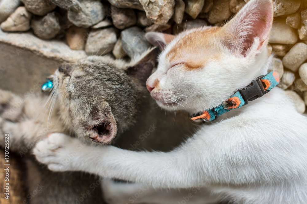 Obraz premium Kittens are sleeping on day time, Selective focus.