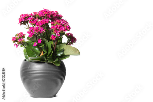 House Plant potted plant isolated on white