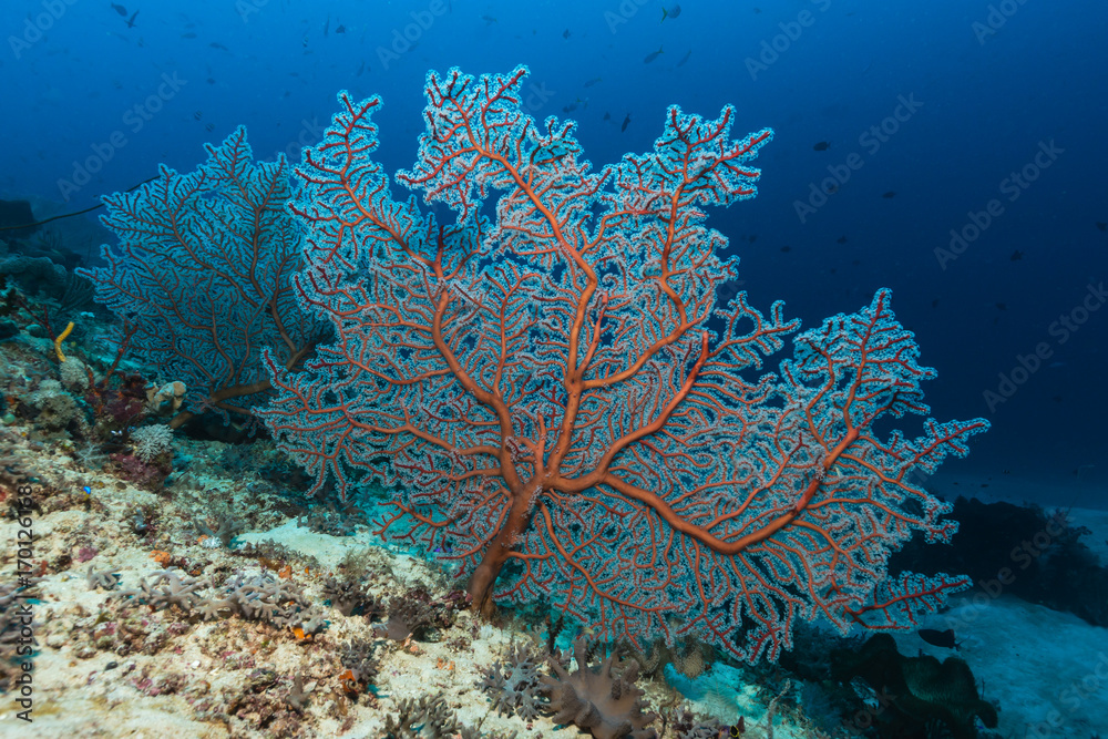 Fototapeta premium Gorgonie am Korallenriff