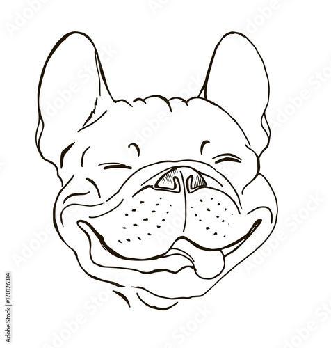 happy face of a French bulldog