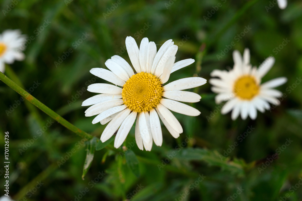 Camomile on a blurry green background in the garden, close Camomile on a blurry green background in the garden, close