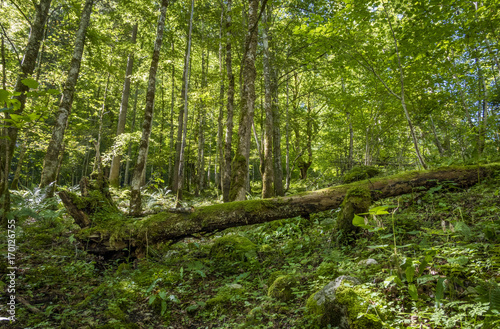 Beech forest at the Koenigssee  Berchtesgaden  Bavaria  Germany  Europe