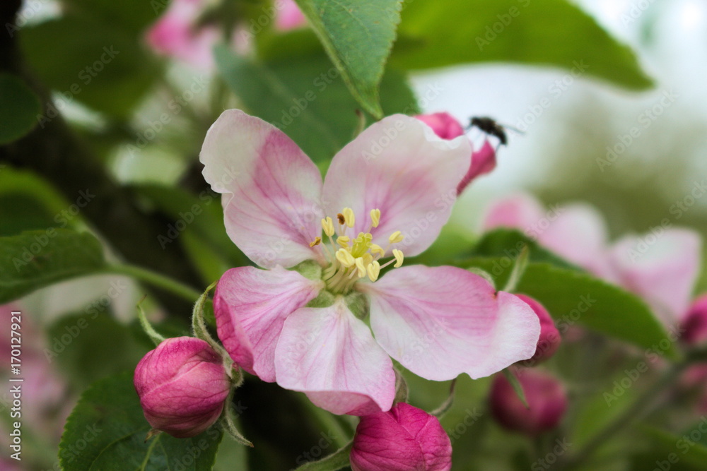 Apfelblüte Apfelblüte