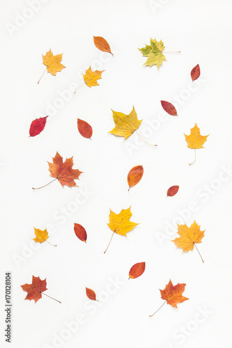Autumn composition. Pattern made of autumn maple tree leaves on white background. Flat lay, top view