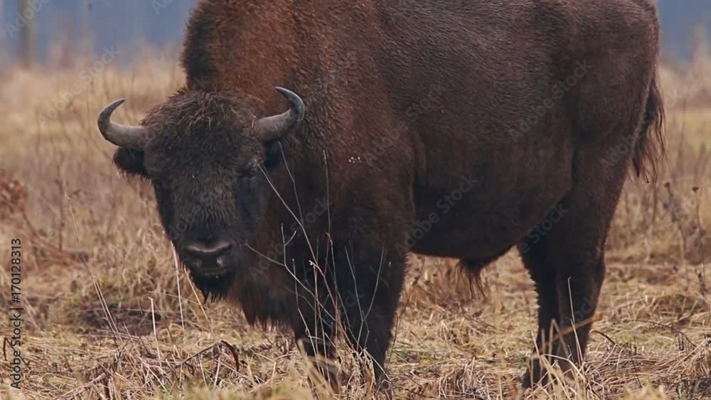 Wild Bison in the forest. European bison (Bison bonasus). It is one of two species, alongside the American bison. Wild Bison in the forest. European bison (Bison bonasus). It is one of two species, alongside the American bison.