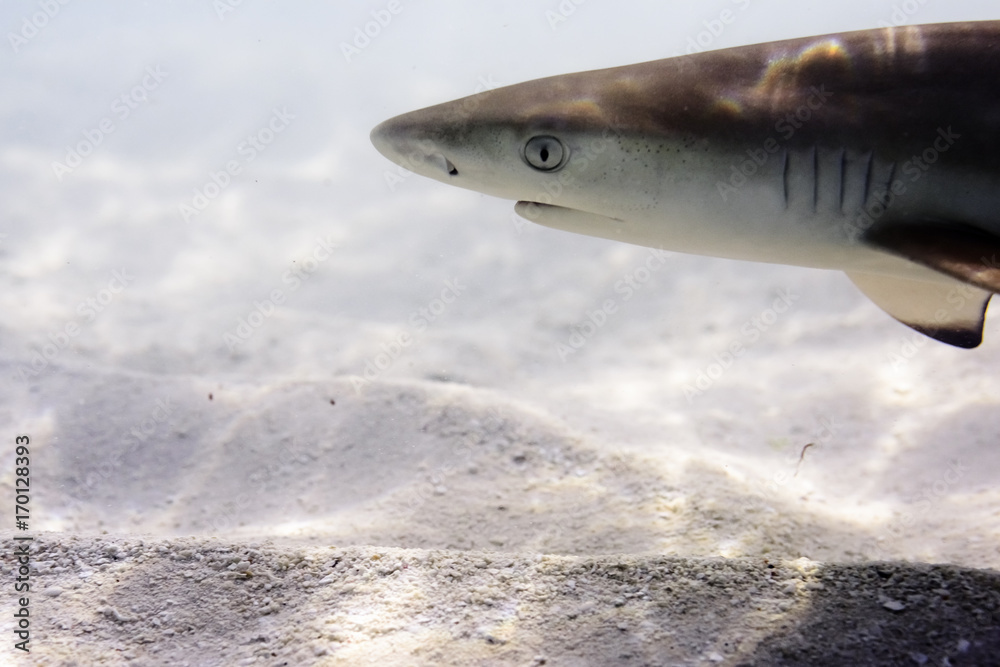 Obraz premium little reef shark