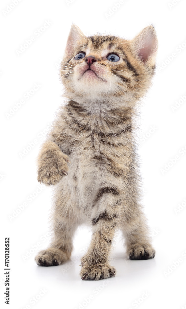 Kitten on white background. Kitten on white background.