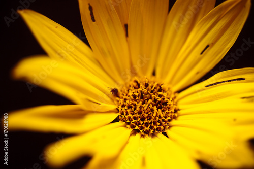 Woodland sunflowers growing at sunset on the Minnesota prairie