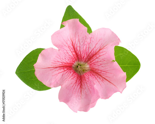 Fototapeta Naklejka Na Ścianę i Meble -  pink flower of petunia with green leaves isolated on white background