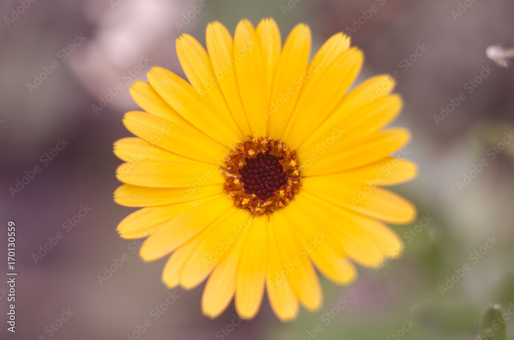 Orange calendula officinalis flowers medical blooming in the garden. Orange calendula officinalis flowers medical blooming in the garden.