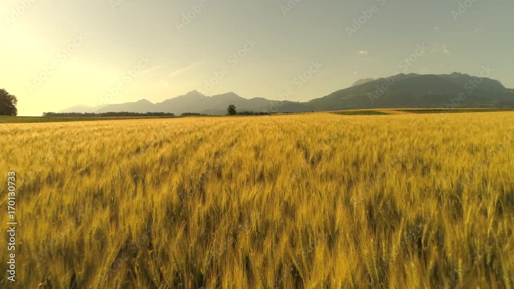 AERIAL Flying above stunning yellow wheat field swaying in the wind on country farmland. Crop plants swinging in summer breeze on sunny morning. Rocky mountains in scenic countryside, Slovenia, Europe