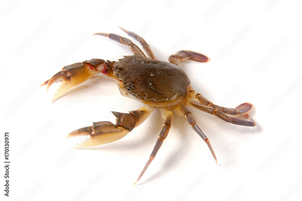 edible alive crab isolated on a white background edible alive crab isolated on a white background
