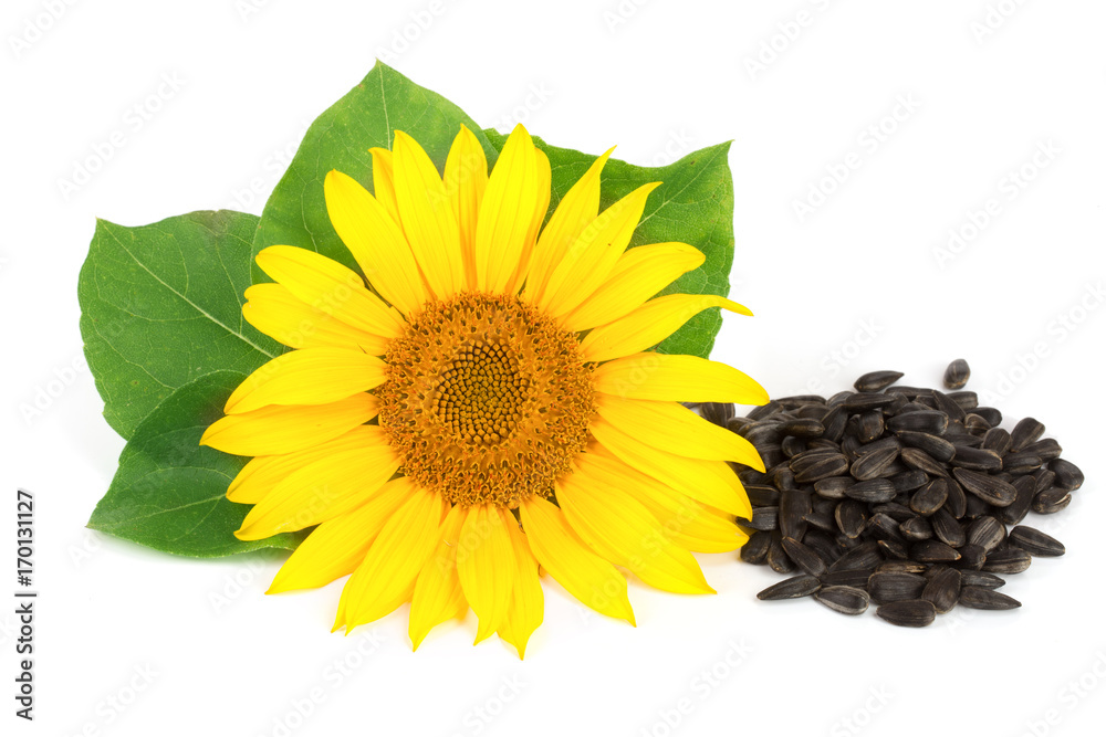 Obraz premium sunflower with seeds and leaves isolated on white background