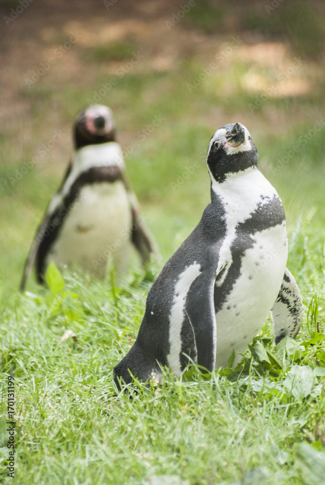 Obraz premium pinguino