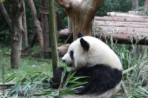 Fototapeta Naklejka Na Ścianę i Meble -  Giant Panda is eating Bamboo Leaves, Chengdu, China