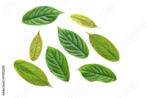 collection of green leaf isolated on a white background  © doucefleur