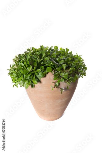 House Plant potted plant isolated on white