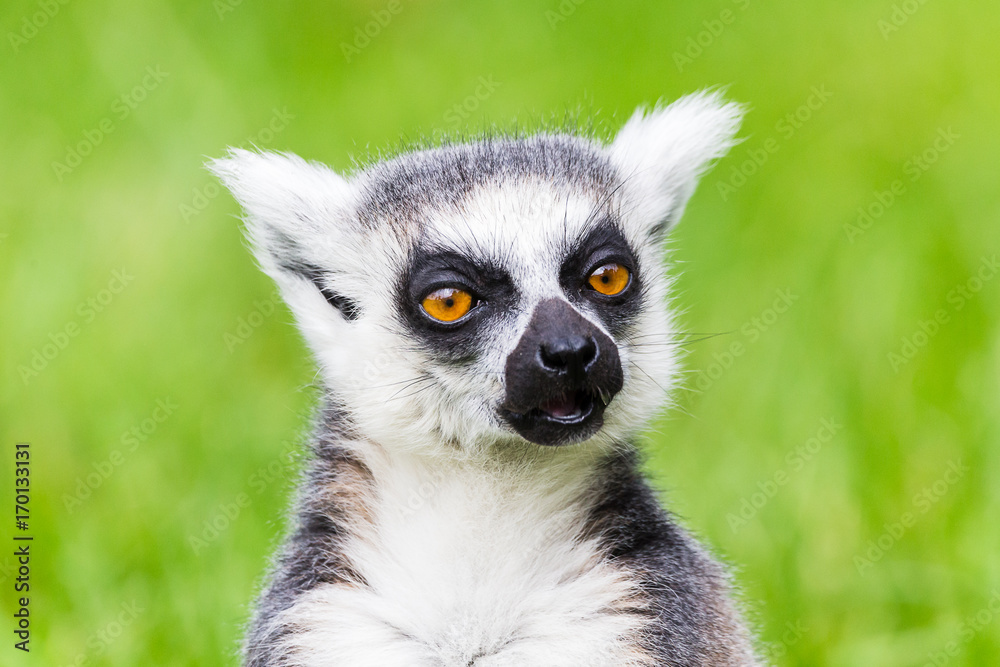 Obraz premium Ring-tailed lemur chewing