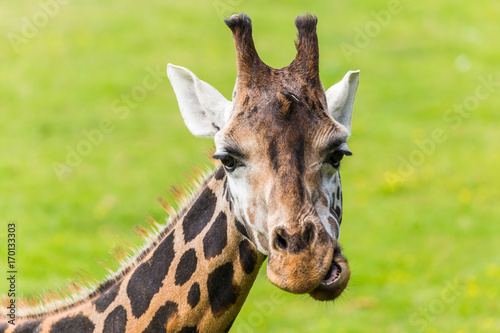Fototapeta Naklejka Na Ścianę i Meble -  Giraffe chewing its food