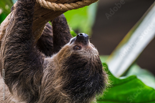 Linnaeus's two-toed sloth photo