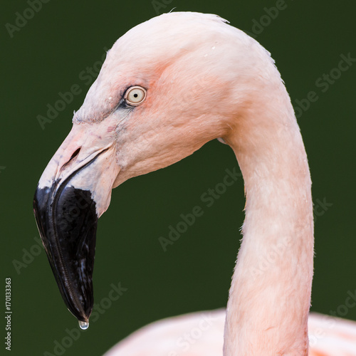 Square crop of a Chilean Flamingo photo