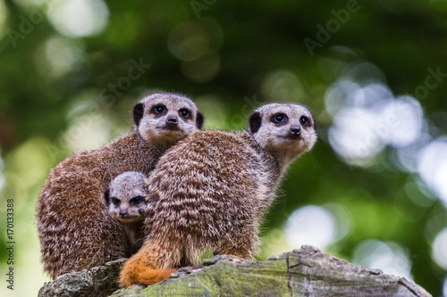 Photography Baby meerkat between its parents