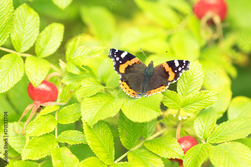 Beautiful buterfly, insect on green nature floral background photo