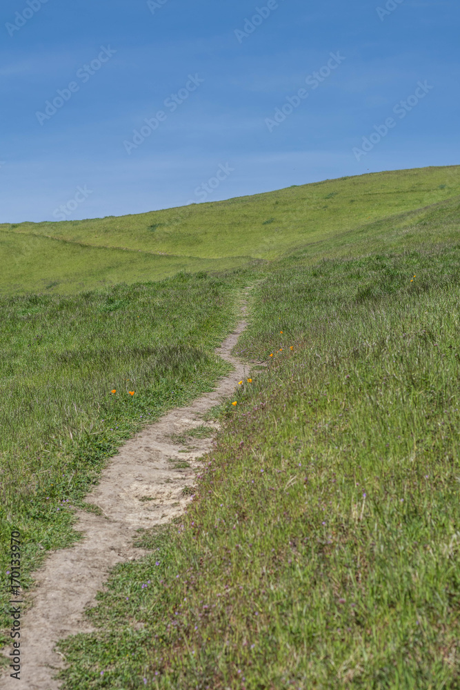 Part of the Flag Hill Trail, green meadow, wildflowers and blue sky, at Sunol Regional Wilderness Park