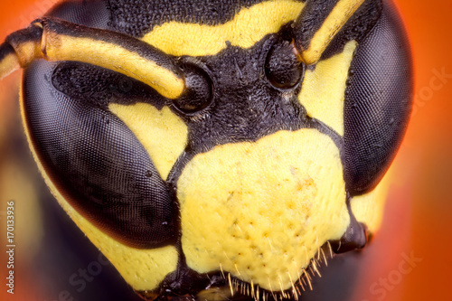 Head of wasp