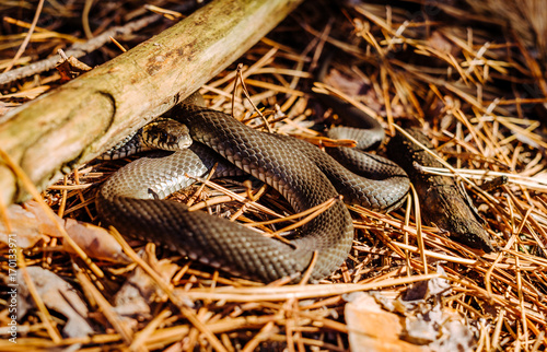 Black Forest Snake in a sunny forest glade