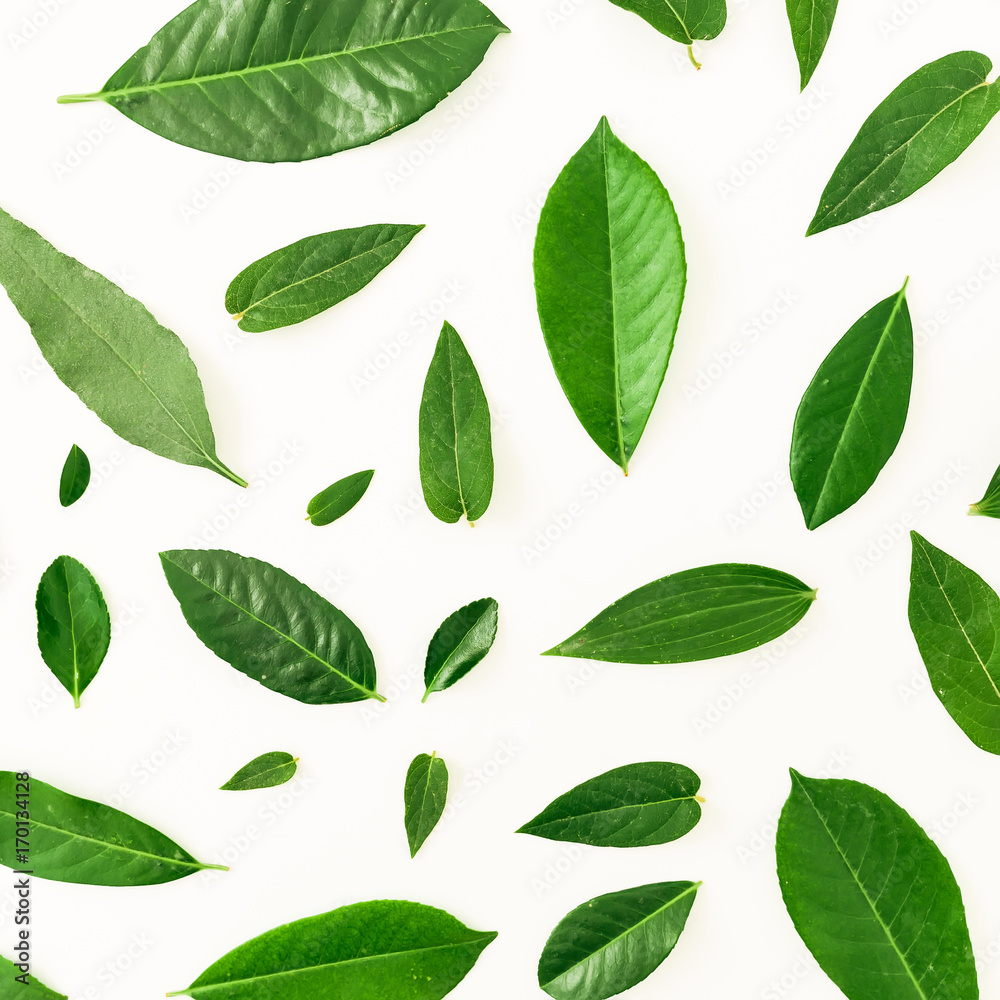 Floral layout pattern of green leaves isolated on white background. Flat lay. Top view Floral layout pattern of green leaves isolated on white background. Flat lay. Top view