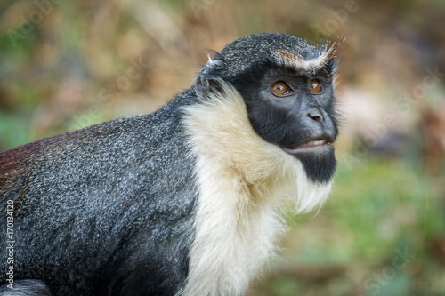 Photography the Diana monkey