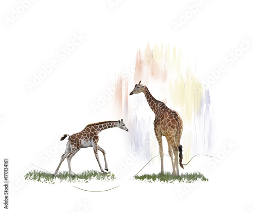 Photography Two giraffes watercolor