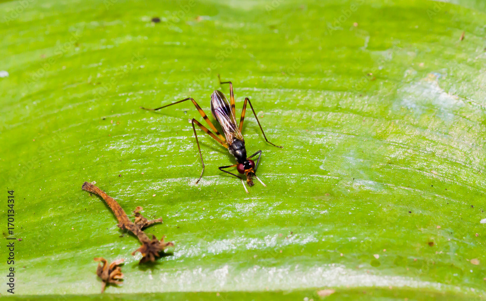 Close up brown long-legged flies on the green leaf Close up brown long-legged flies on the green leaf