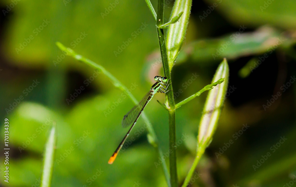 Close up of little green dragonfly on the little tree Close up of little green dragonfly on the little tree
